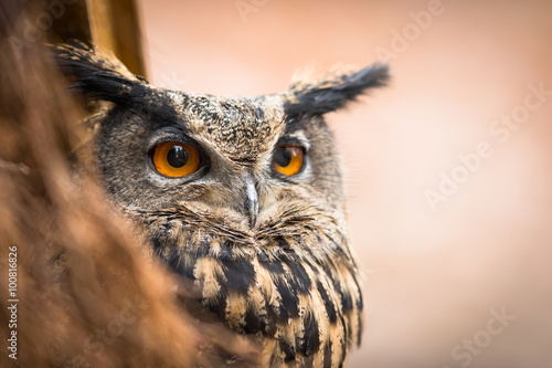 Closeup of a Eurasian Eagle-Owl  Bubo bubo 