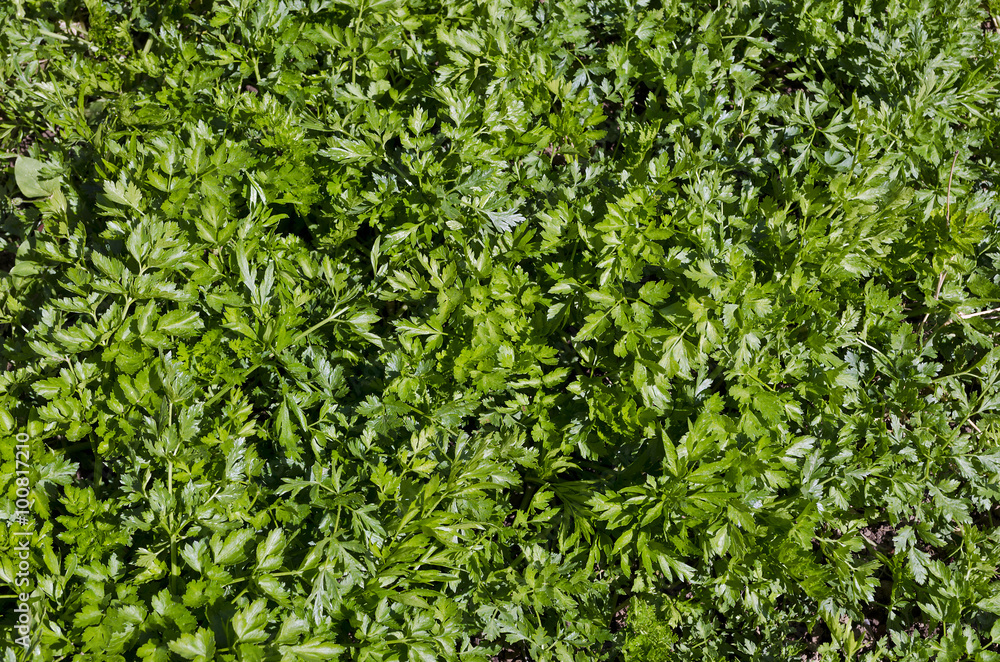 Obraz premium Growing bio vegetables in the northern Bulgaria