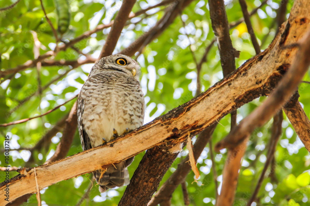 Spotted Owlet (Athene Brama) is sitting on the tree. Spotted Owlet (Athene Brama) is sitting on the tree.