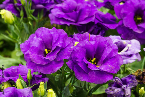 Violet gloxinia in brown pot on the border