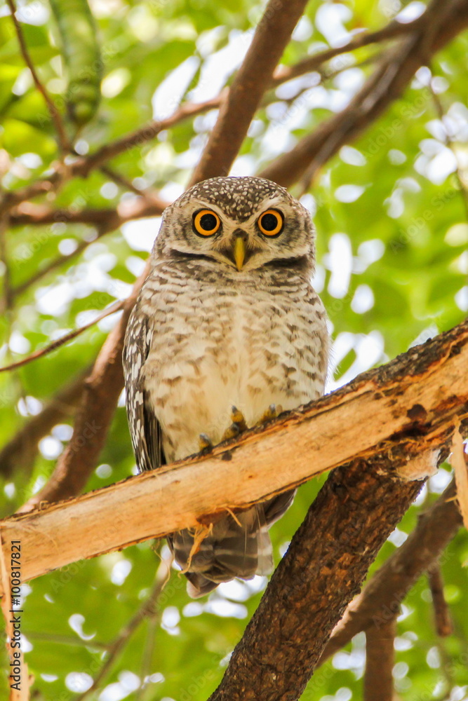Spotted Owlet (Athene Brama) is sitting on the tree.