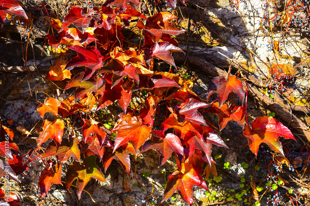 Foglie rosse sul muro