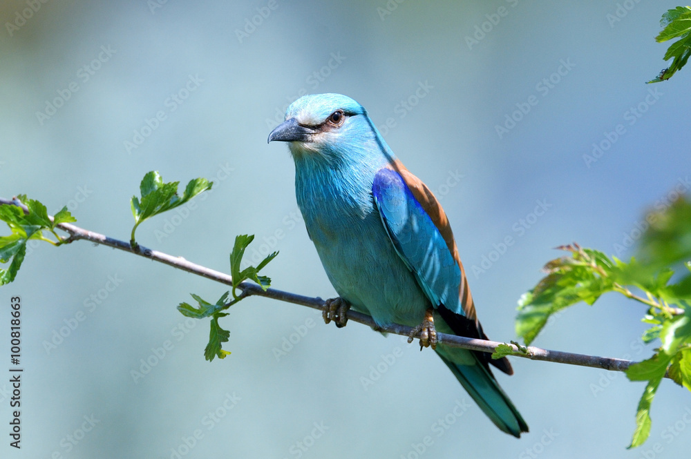 Obraz premium european roller (coracias garrulus) in natural habitat