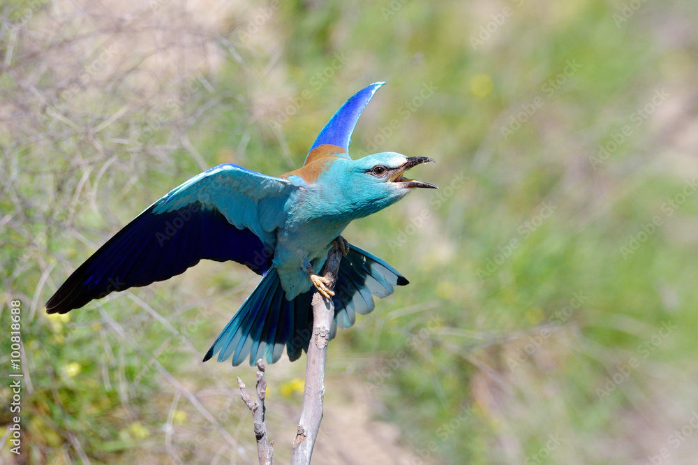 Obraz premium european roller (coracias garrulus) in natural habitat