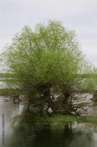 Last days of spring in Danube Delta