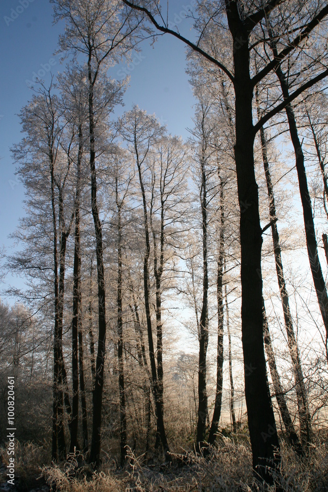 Winter Winter