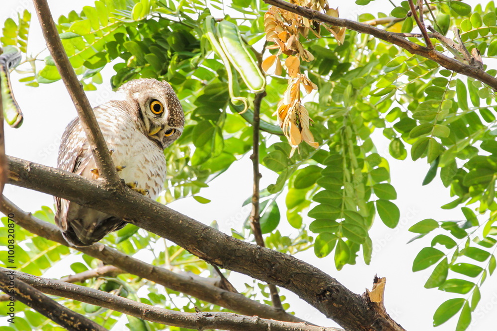 Spotted Owlet (Athene Brama) is sitting on the tree. Spotted Owlet (Athene Brama) is sitting on the tree.