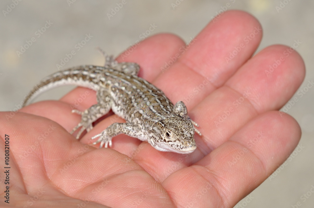 steppe racer lizard outdoor (Eremias arguta) steppe racer lizard outdoor (Eremias arguta)