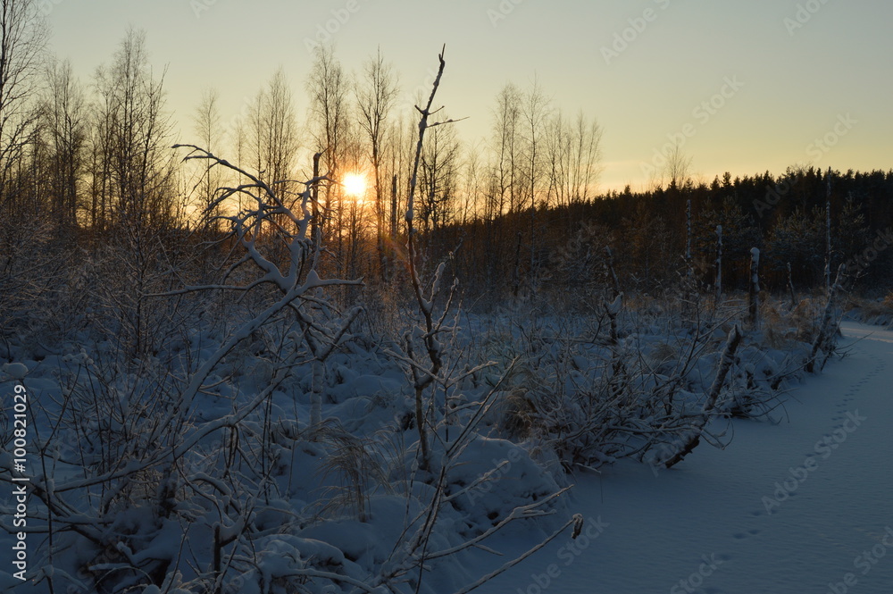 Cool the frozen winter forest in the morning at sunrise Cool the frozen winter forest in the morning at sunrise