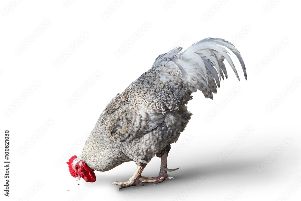 kip op witte achtergrond