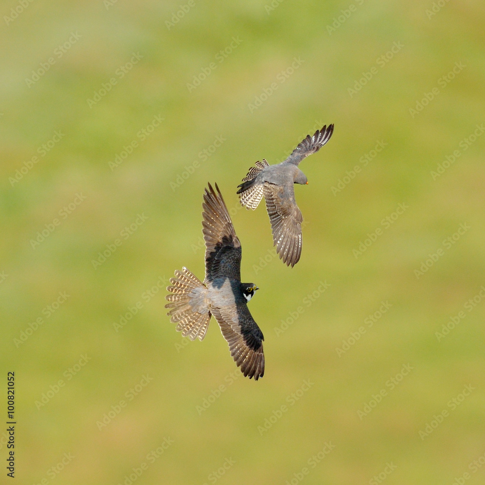 The Eurasian Hobby (Falco subbuteo) flying