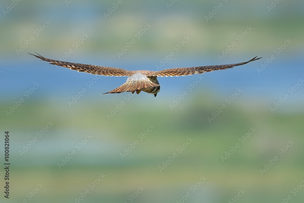 Common Kestrel in flight (falco tinnunculus) Common Kestrel in flight (falco tinnunculus)
