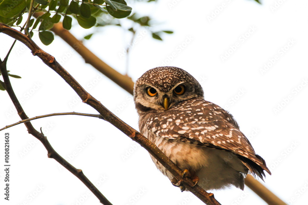 Spotted Owlet (Athene Brama) is sitting on the tree. Spotted Owlet (Athene Brama) is sitting on the tree.