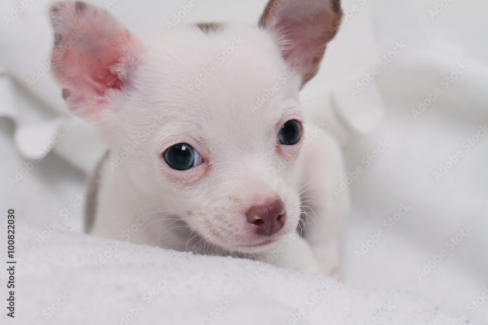 Cute white chihuahua puppy