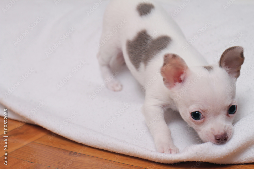 Cute white chihuahua puppy playing with blanket