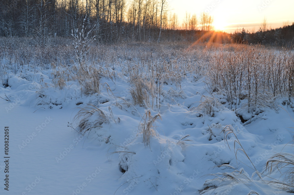 The rays of the sun at sunrise in a white forest woodland The rays of the sun at sunrise in a white forest woodland