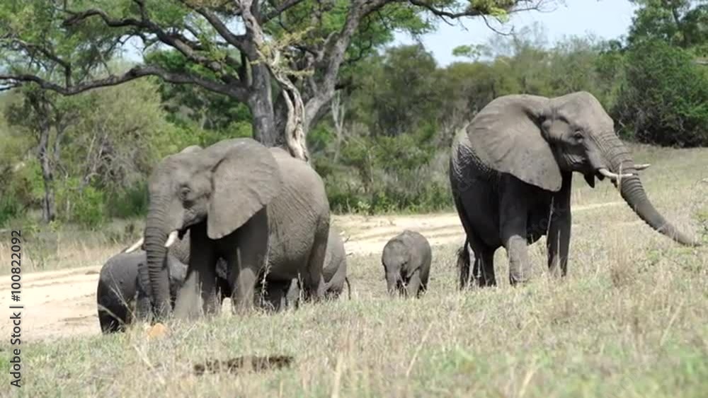 Big herd of elephants with baby elephants in Kruger National Park South Africa