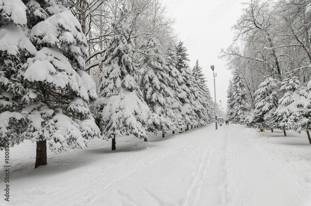winter park alley with snowy trees winter park alley with snowy trees