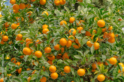 oranges  on the tree !Very sweet and tasty citrus