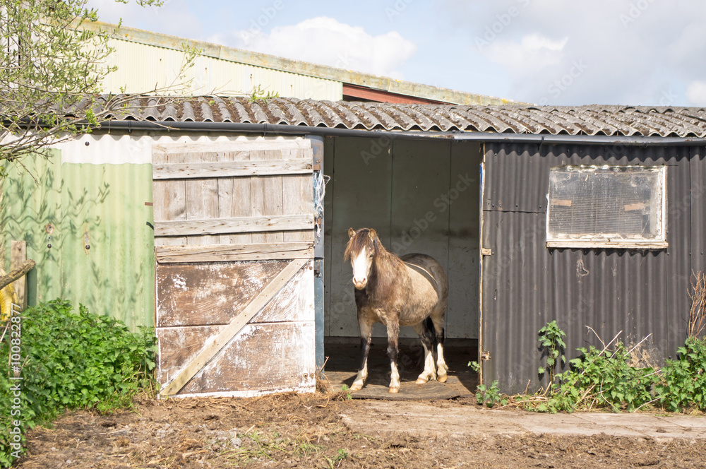 Pony standing in the doorway of his field shelter - obrazy, fototapety, plakaty 