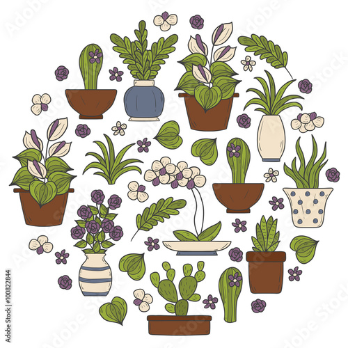 Round houseplant background