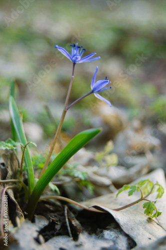 Scilla bifolia - purple flower 