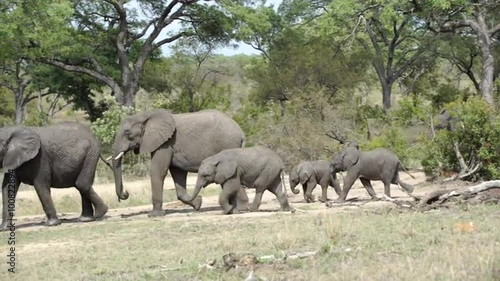 Pan from young elephants running towards the big herd of elephants in Kruger National Park South Africa