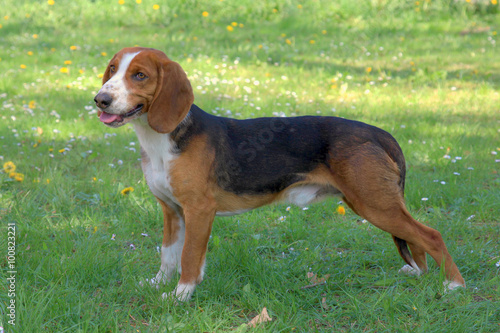 Deutsche Bracke dog  on a green grass lawn