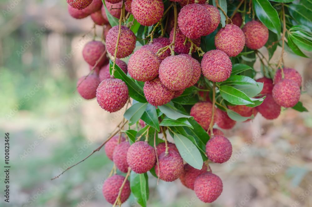 Lychee fruit Lychee fruit