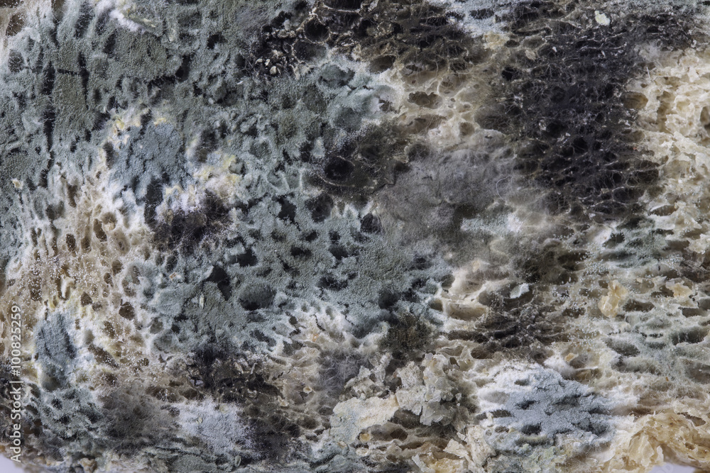 mold on bread closeup mold on bread closeup