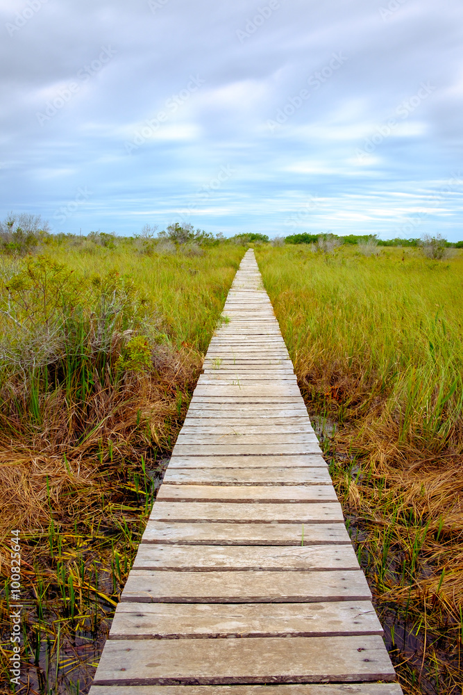 Wooden boardwalk in swamp covered by greed grass