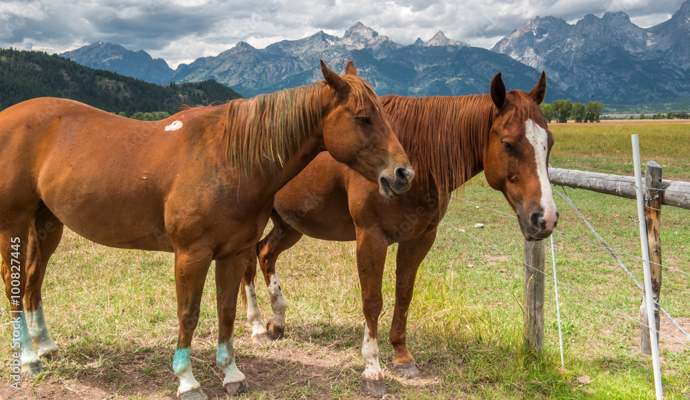 Horses in Grand Teton National Park, Wyoming Horses in Grand Teton National Park, Wyoming