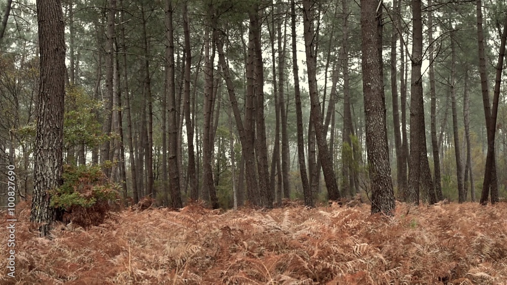Pine Forest in Winter-Landes-Aquitaine-France