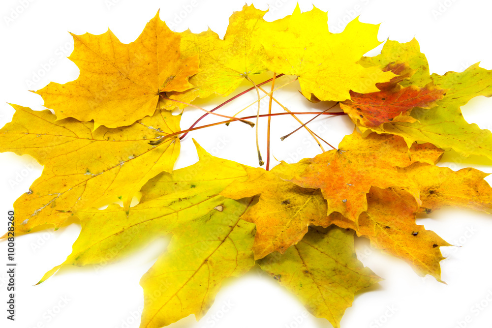 Obraz premium Yellow leaf isolated on white