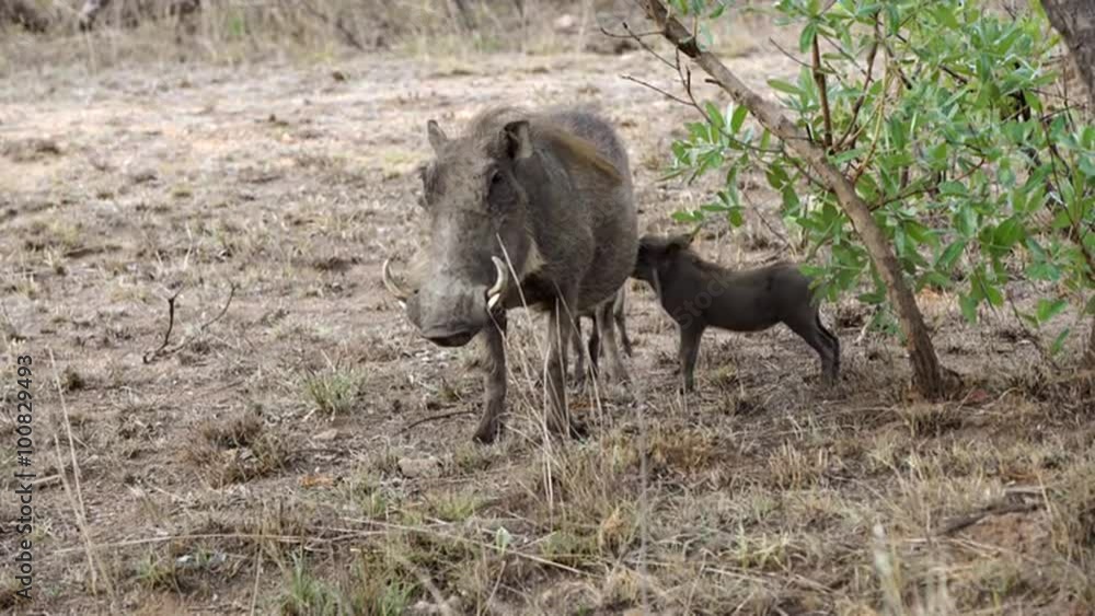 Warthog with his young one in Kruger National Park South Africa Warthog with his young one in Kruger National Park South Africa
