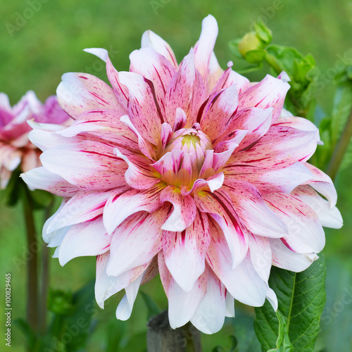 Foto Flowers dahlia