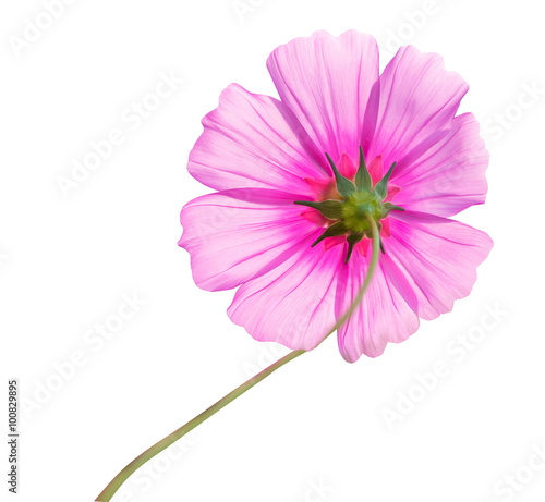 cosmos flower head isolated on white