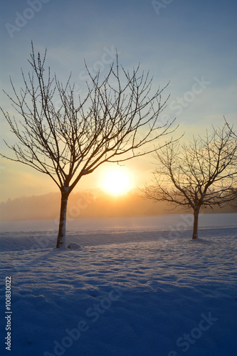 Sunrise in winter with trees