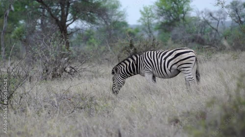 Zebra eating grass in Kruger National Park South Africa Zebra eating grass in Kruger National Park South Africa