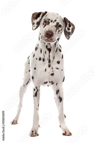 young female dalmatian photo