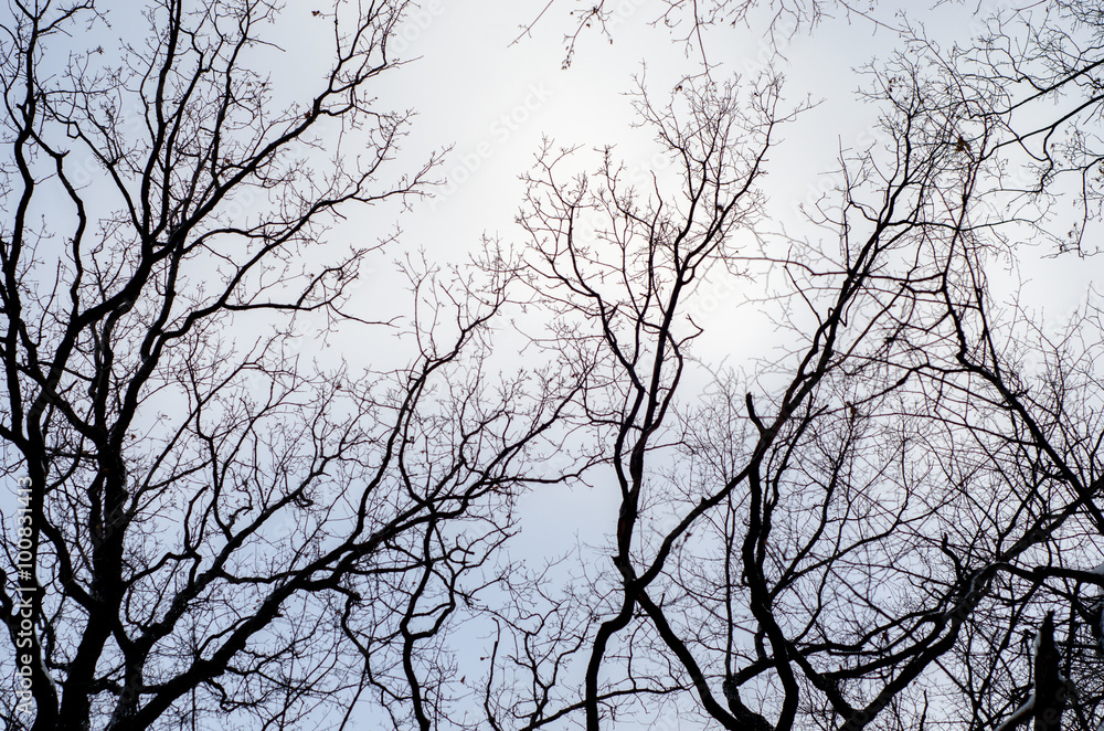 View of the treetops in the sky