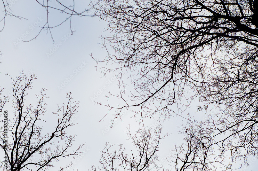 Obraz premium View of the treetops in the sky