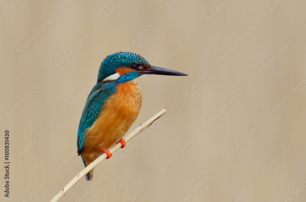 Obraz premium kingfisher (alcedo atthis)