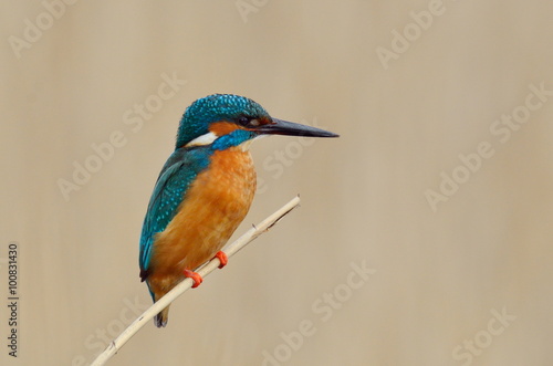 kingfisher (alcedo atthis) © bereta
