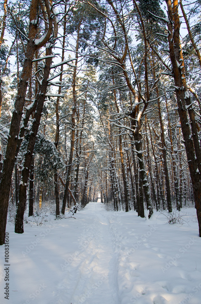 Landscape of winter coniferous forest with snow and sun Landscape of winter coniferous forest with snow and sun