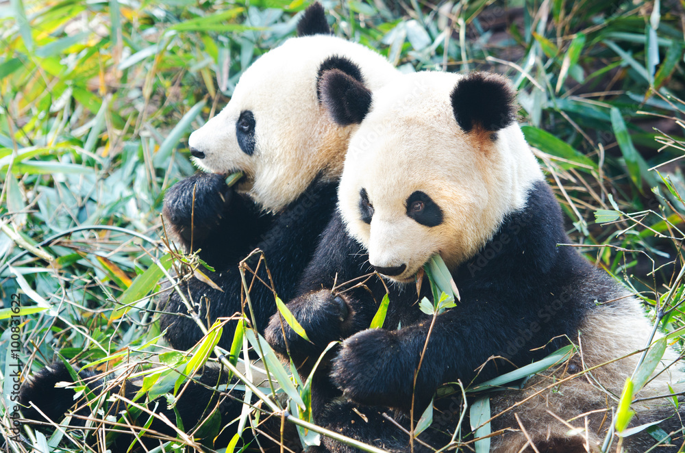Obraz premium Two Panda Bears eating bamboo, sitting side by side, China