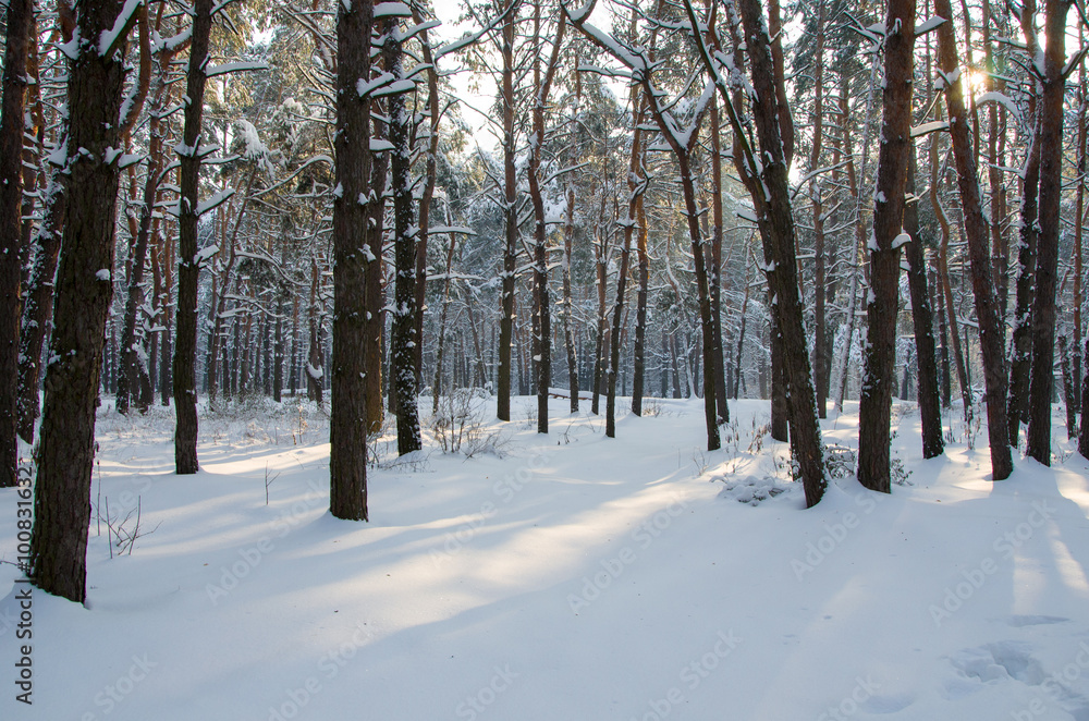 Landscape of winter coniferous forest with snow and sun Landscape of winter coniferous forest with snow and sun