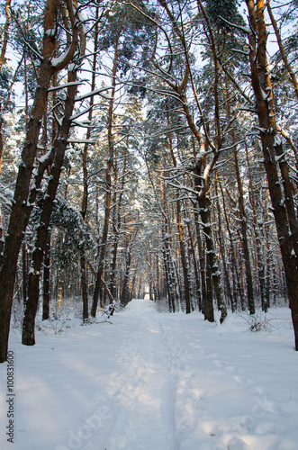 Landscape of winter coniferous forest with snow and sun © ola_pisarenko