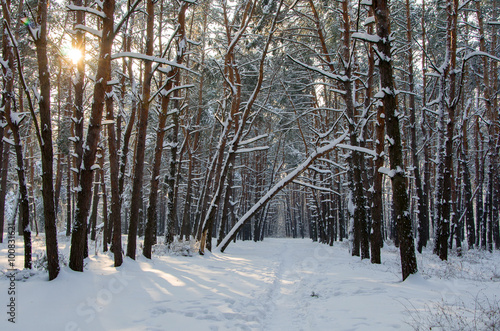 Landscape of winter coniferous forest with snow and sun