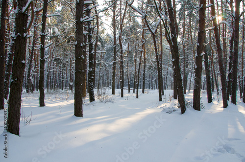 Landscape of winter coniferous forest with snow and sun